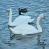 Ann Darby - @ann.darby5 - TikTok