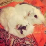 Ann Dennis - @hotrod_and_heliotrope - Instagram