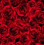 Ann Devito - Facebook