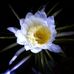 Ann Dobson - Facebook