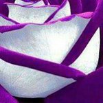 Ann Dolan - @devil_1956 - Instagram
