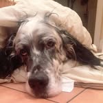 Ann Dolan - @annddolan - Instagram