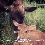 Ann Durst - Facebook
