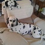 Ann Dyson - @dyson8317 - Instagram
