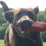 Ann Dyson LTD DogDaycare&More! - @anndysonltd - Instagram