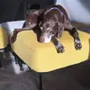 annelouiseeades - @annelouiseeades - TikTok