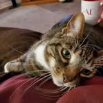 Lori Ann Eadie - @steamergirl - Instagram