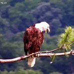 Ann Arbor Bald Eagles - Facebook