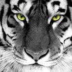 Ann Easterbrook - Facebook
