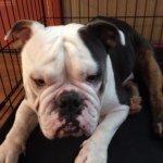 Ann Eddington - @bulldoggeluvin - Instagram