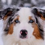 Annie Edison - @annie.edison.aussie - Instagram