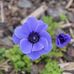 Ann Edmond - Facebook