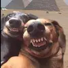 anneilandnazil - @anneilandnazil16 - TikTok