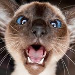 Anna Eisler - Facebook