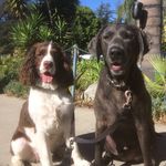 Lisa Ann Eisler - @ziggy_and_monty_dogs_life - Instagram