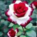 Annondo Islam - Facebook