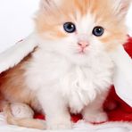Ann Ellard - Facebook