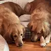 Ann Ellison - @ann.ellison2 - TikTok