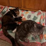 Ann Ellsworth Robinson - @furrynala - Instagram