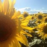 Ann Fallon - @annolivef - Instagram