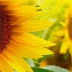 Ann Flower - Facebook
