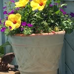 Ann Fontenot Ihli - @aihli1963 - Instagram
