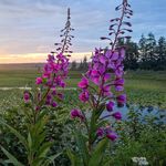 Ann Forbes - @annforbes50 - Instagram