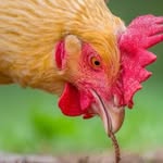 Mary Ann Fordyce - @bluestarchickenlady - Instagram