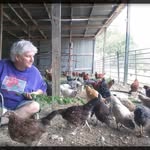 Mary Ann Fordyce - @mychickenlady - Instagram