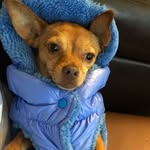 Olive Ann Fordyce - @olive_is_always_bored - Instagram