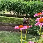 Ann Fraley Ranaghan - @ranaghana - Instagram