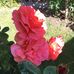 Ann Frame - Facebook