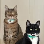 Ann Frank - @luigi_brown_tabby - Instagram