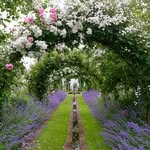 Ann Fraser - @shepherdhousegarden - Instagram