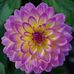 Anne Frates - Facebook