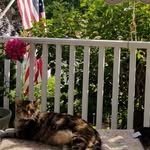 Mary Ann Freese - @maryann.freese.9 - Instagram