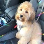 Annie Freestone - @annie_af_free - Instagram