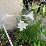 Lou Ann Froman Yow - @louannfromanyow - Instagram
