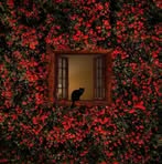 Ann Furman - Facebook