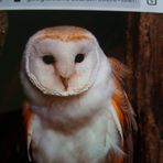 Ann Fyfe - Facebook