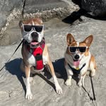 Ann Gabbert - @baxtercorgi_cuteness - Instagram