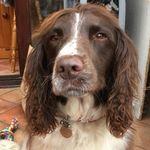 Ann Gibbons - @annlgibbons - Instagram