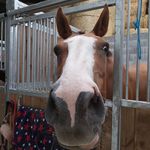 Anne-gregoire - @anne_gregoire_12 - Instagram