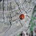 Ann Grose - Facebook
