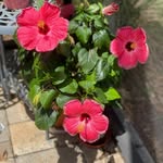 Jo Ann Gulick-Walker - @briked99 - Instagram