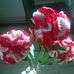 Annette Haake - Facebook