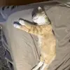 annika - @annika.hackman - TikTok