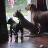 ❌MotherofDoggos❌ - @annhamilton55 - TikTok