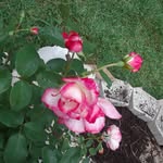 Ann Hankins - @annhankins9 - Instagram