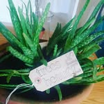 katrina Ann Hankins - @trees_beauty_tips - Instagram